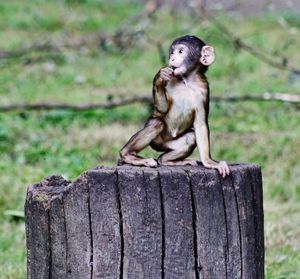 Monkey sitting on wood