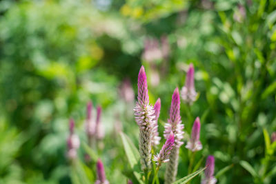 Close-up of pink flower blooming outdoors