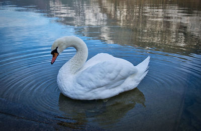 Swan swimming in lake