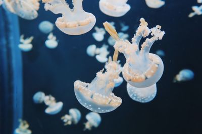 Close-up of jellyfish swimming in aquarium