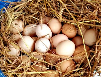 High angle view of eggs in nest