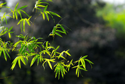 Close-up of fresh green plant