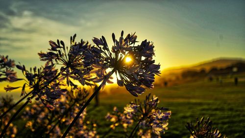 Beautiful sunset looking over a flower