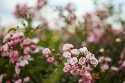 Close-up of pink flowers