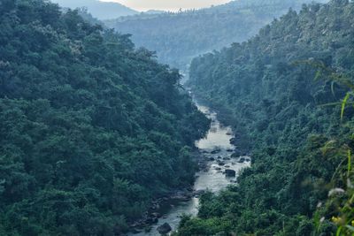 High angle view of river amidst trees in forest