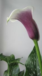 Close-up of flowers over black background