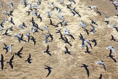 High angle view of birds on land