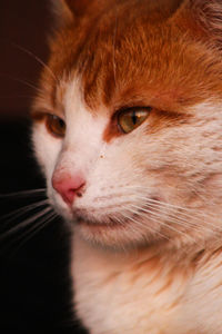 Close-up portrait of a cat