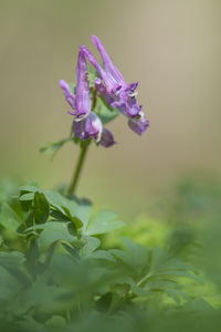 Close-up of purple flowering plant