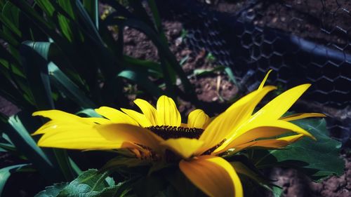 Close-up of yellow flower blooming outdoors