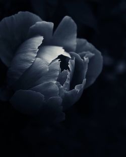 Close-up of rose blooming against black background