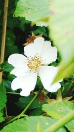 Close-up of white flower blooming outdoors