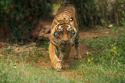 Tiger walking on field