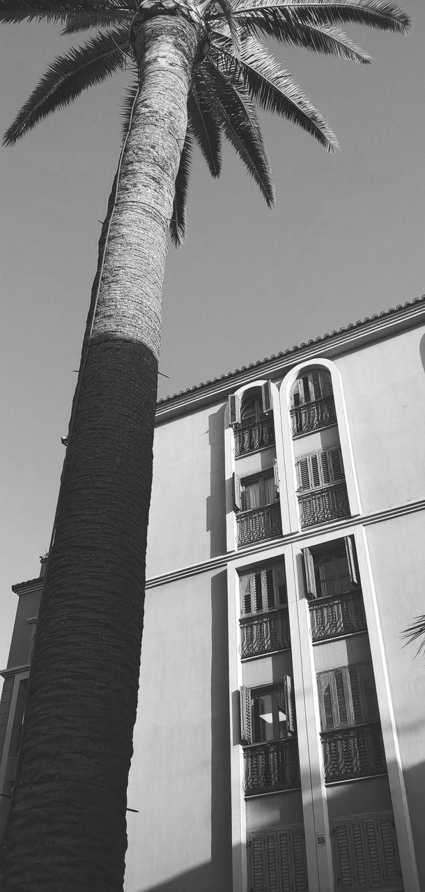 LOW ANGLE VIEW OF PALM TREE AGAINST SKY