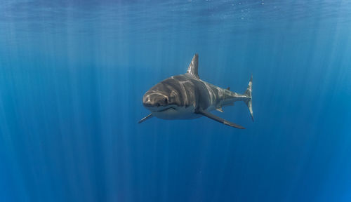 Close-up of fish swimming in sea