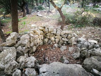 View of rocks and trees