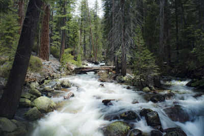 Blurred motion river in yosemite national park's backcountry. scenic river amidst trees in forest.