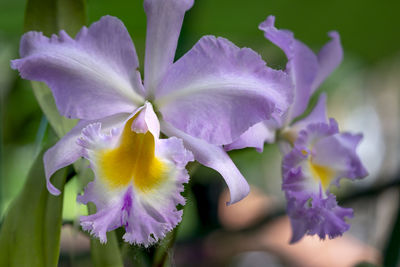 Close-up of purple flowering plant