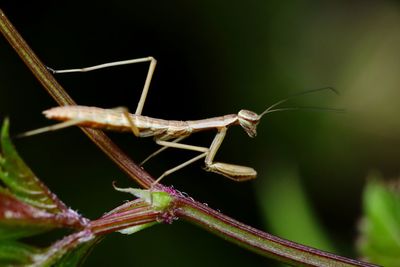 Close-up of insect