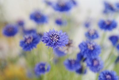 Close-up of purple flowers growing outdoors