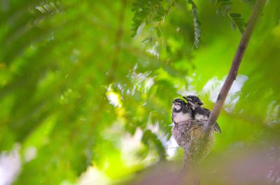 Low angle view of chicks in nest on branch