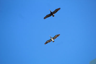 Low angle view of seagulls flying in sky