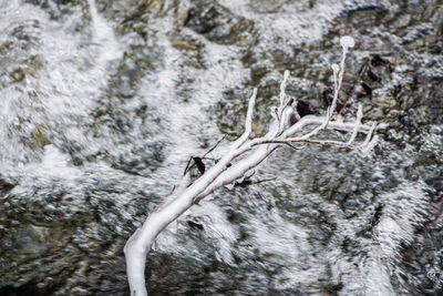 Close-up of snow on tree