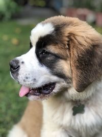 Close-up of dog looking away