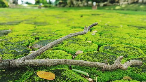 Close-up of moss on tree