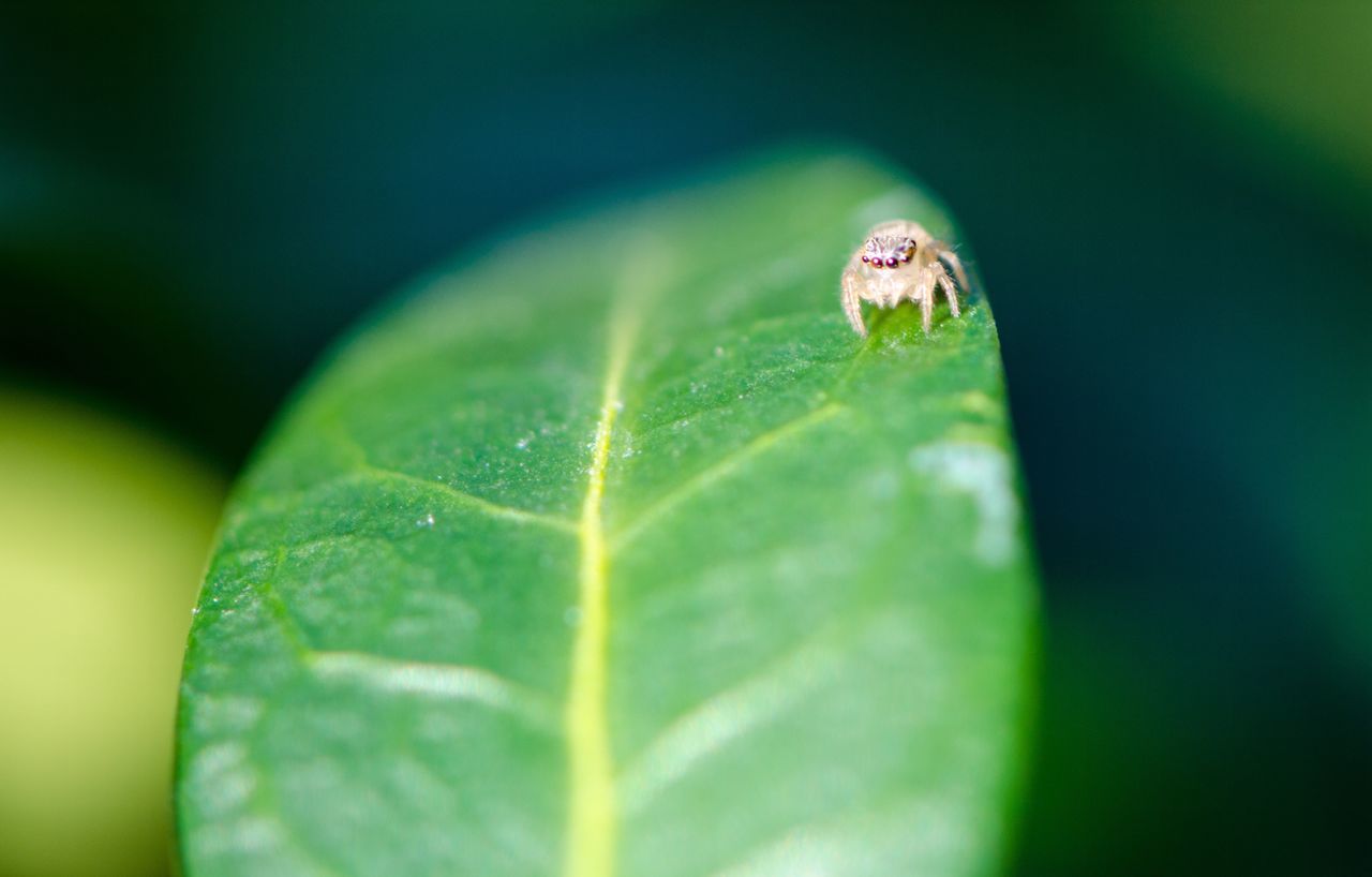 leaf, selective focus, green color, close-up, leaf vein, nature, growth, plant, fragility, extreme close-up, freshness, beauty in nature, day, outdoors, dew, vibrant color, tranquility, green, no people