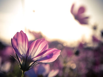 Close-up of pink flowering plant against sky