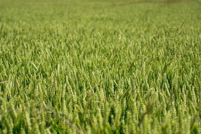 Full frame shot of crops on field