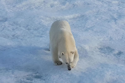 White horse in snow