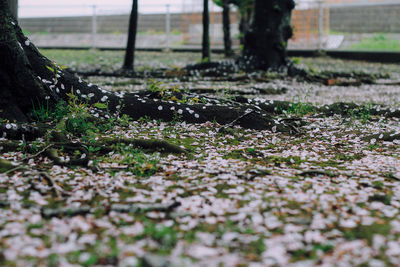 Surface level of water