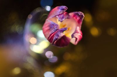 Close-up of flower blooming outdoors
