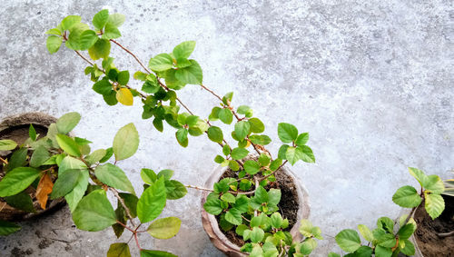 High angle view of leaves on rock against wall