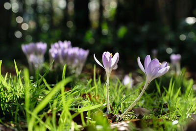 Close-up of crocus flowers