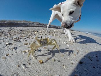 Low angle view of white dog looking at crab during sunny day