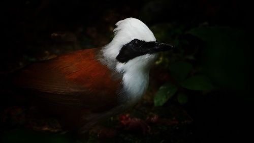 Close-up of bird at night