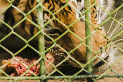 Close-up of tiger