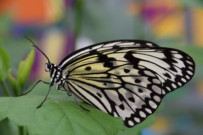 Close-up of butterfly on leaf