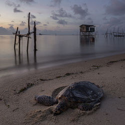 View of an animal on beach