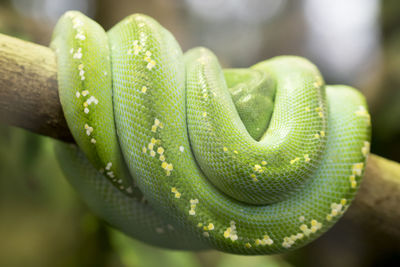 Close-up of green snake