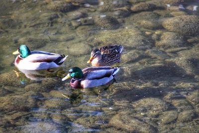 High angle view of ducks swimming on lake