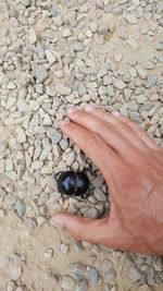 High angle view of hand holding pebbles