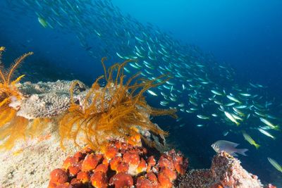 Close-up of fish swimming in sea