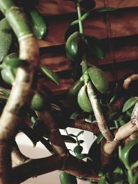 Close-up of fruit growing on tree