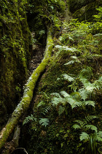 Moss growing amidst trees in forest