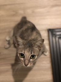 Close-up portrait of a cat