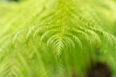 Lush green soft tree fern leaf. 